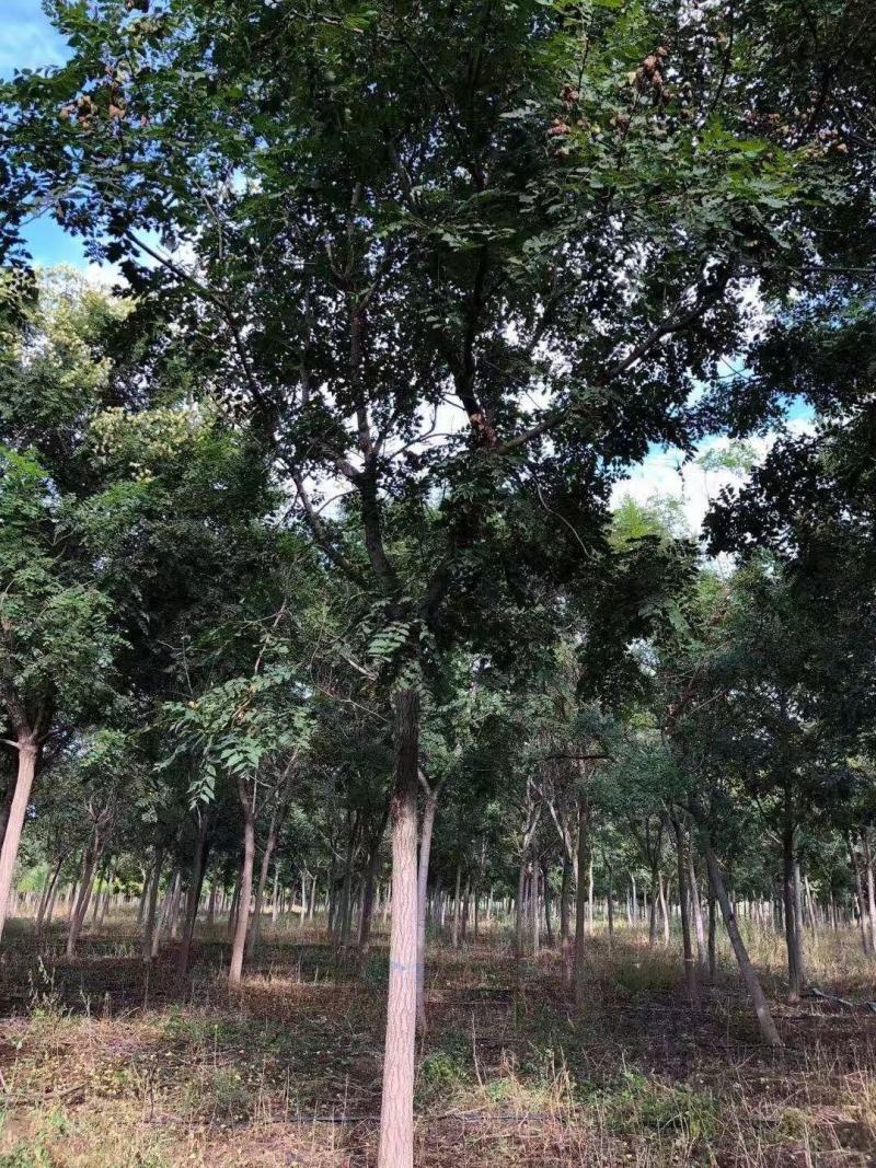 栾树精品树苗各种规格成活率高苗圃直发欢迎来电订购