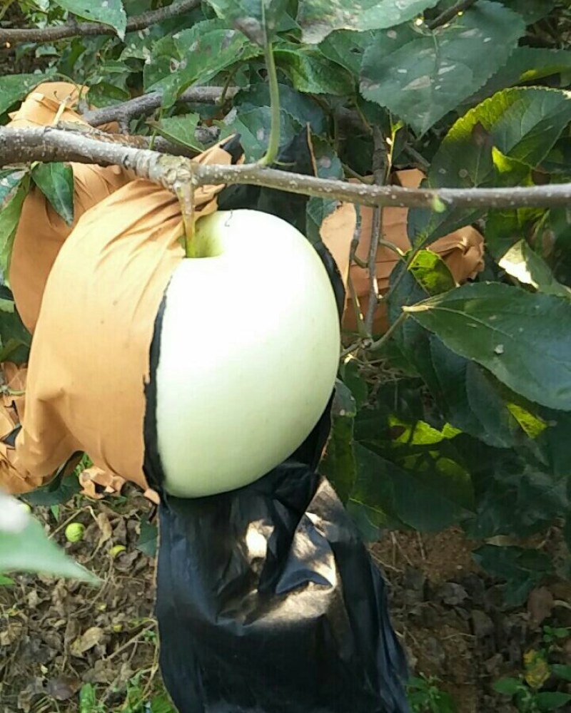 辽宁绥中的黄元帅大苹果