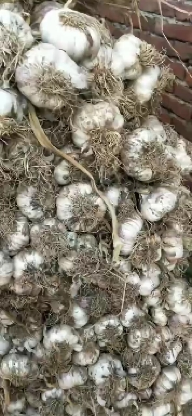 安丘大蒜大量上市了货源不多，赶紧入手