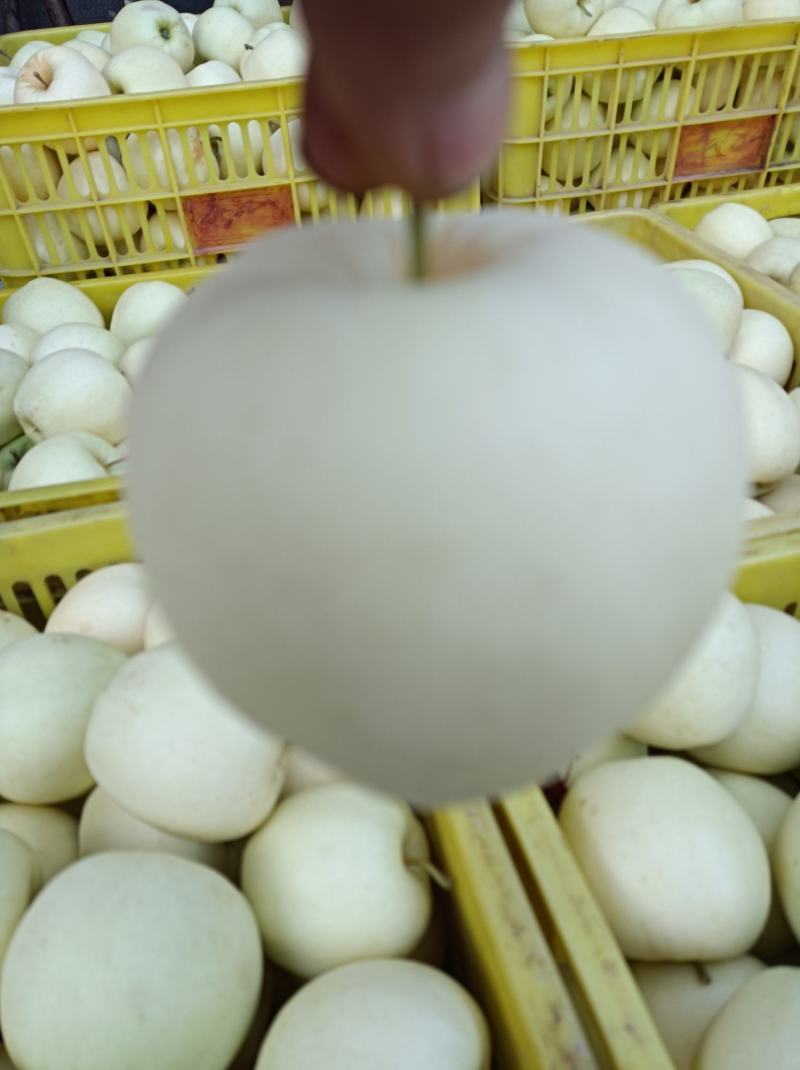礼县黄元帅中秋送礼佳品