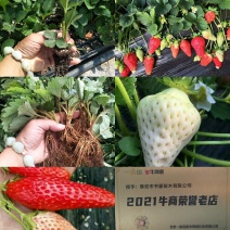 （章姬草莓苗)无病脱毒苗提供技术指导，保证品种保证质量