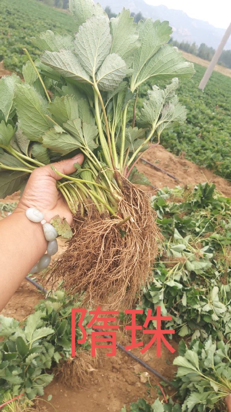 （章姬草莓苗)无病脱毒苗提供技术指导，保证品种保证质量