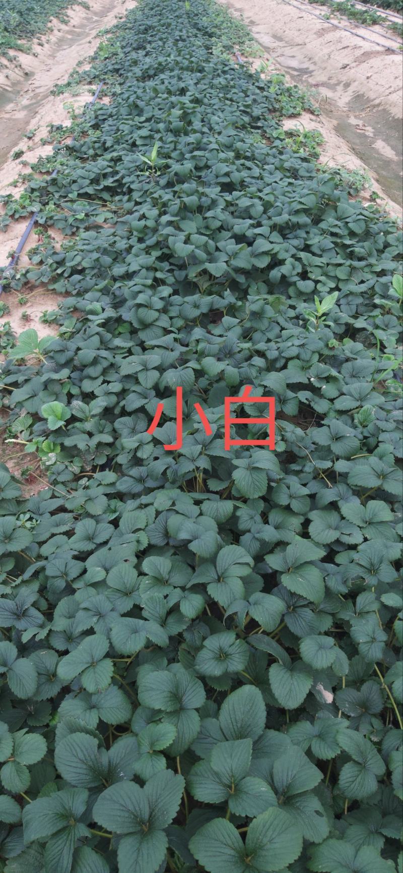 （章姬草莓苗)无病脱毒苗提供技术指导，保证品种保证质量