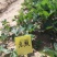 (章姬草莓苗)无病脱毒苗提供技术指导,保证品种保证质量