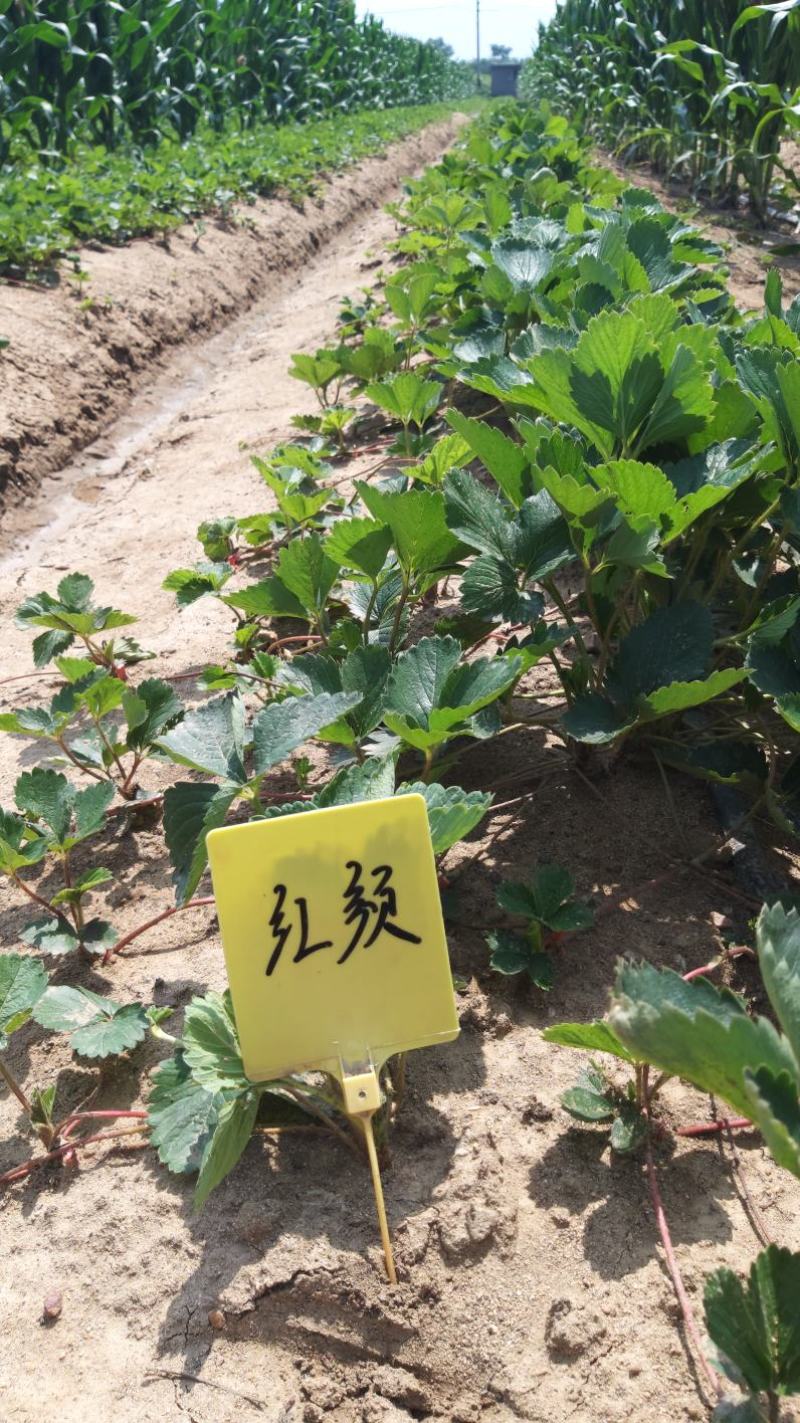 （章姬草莓苗)无病脱毒苗提供技术指导，保证品种保证质量