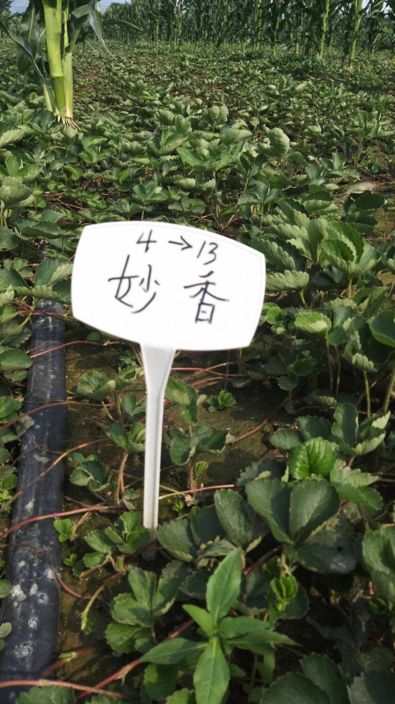 （章姬草莓苗)无病脱毒苗提供技术指导，保证品种保证质量