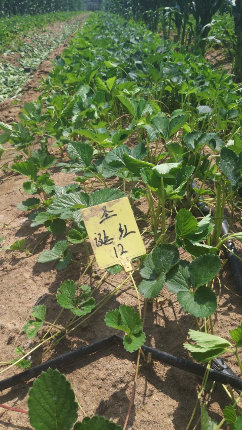 （章姬草莓苗)无病脱毒苗提供技术指导，保证品种保证质量