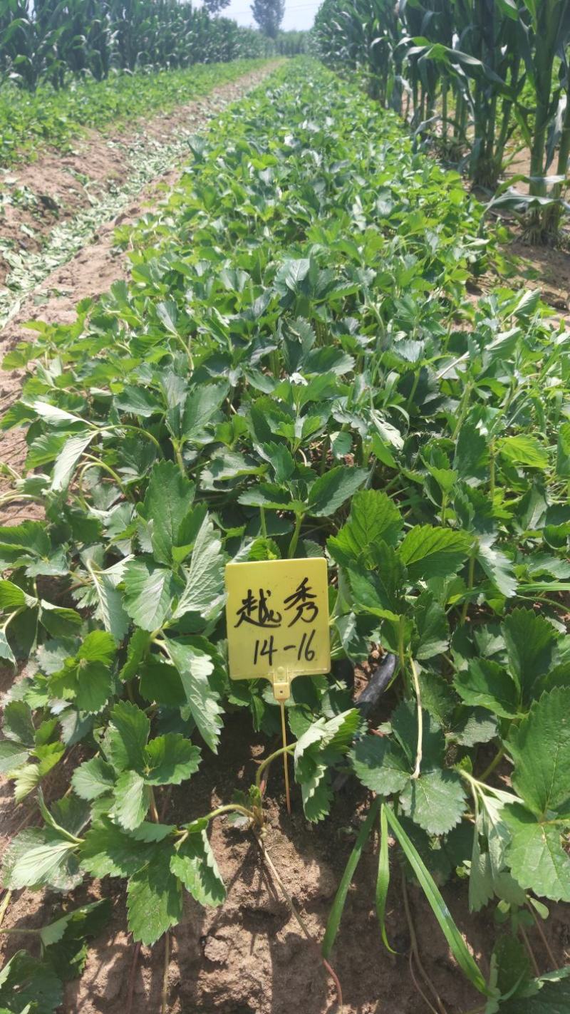 （章姬草莓苗)无病脱毒苗提供技术指导，保证品种保证质量