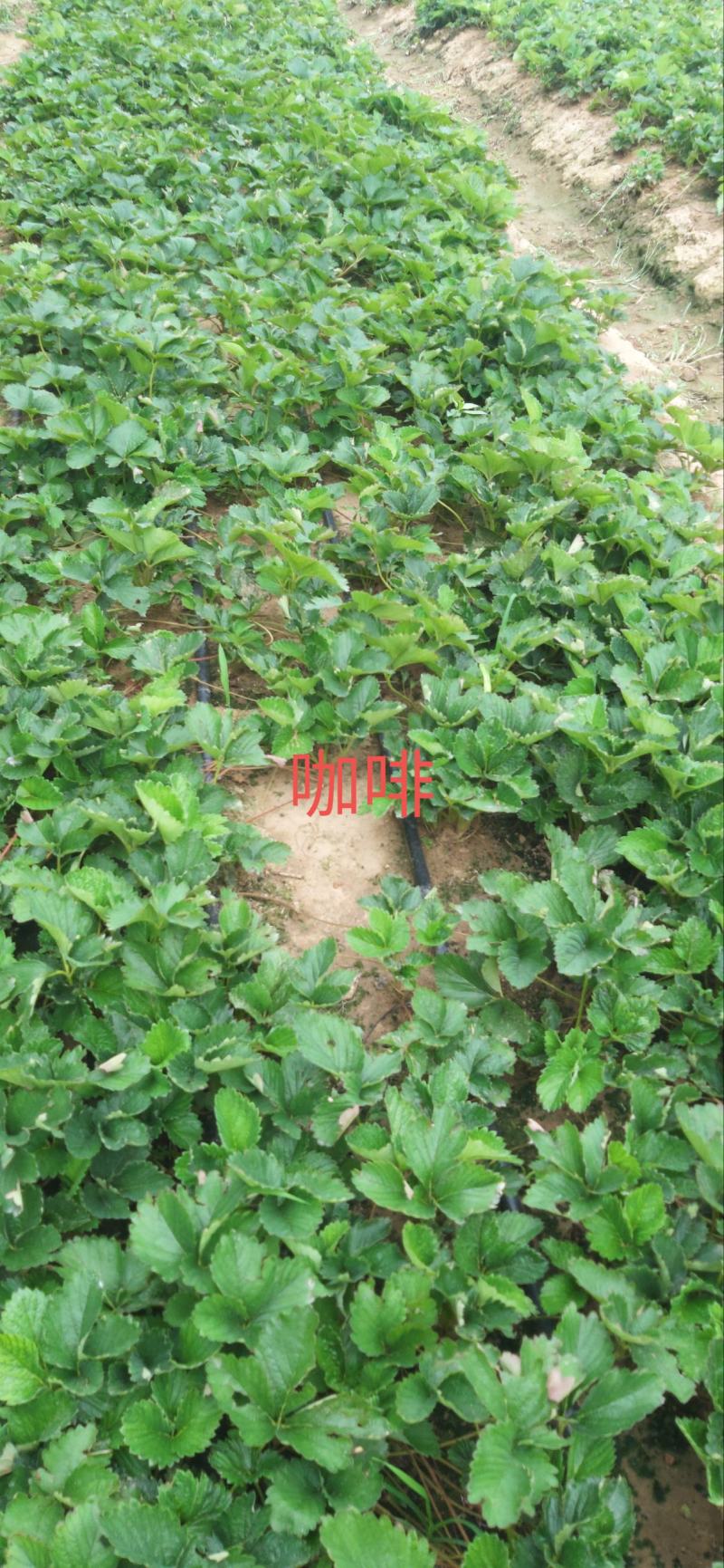 （章姬草莓苗)无病脱毒苗提供技术指导，保证品种保证质量