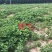 (章姬草莓苗)无病脱毒苗提供技术指导,保证品种保证质量