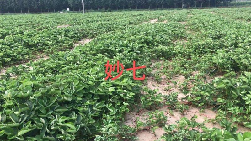（章姬草莓苗)无病脱毒苗提供技术指导，保证品种保证质量