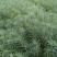 精品华山松速生苗木华山松苗松树苗一手货源绿化还林树苗