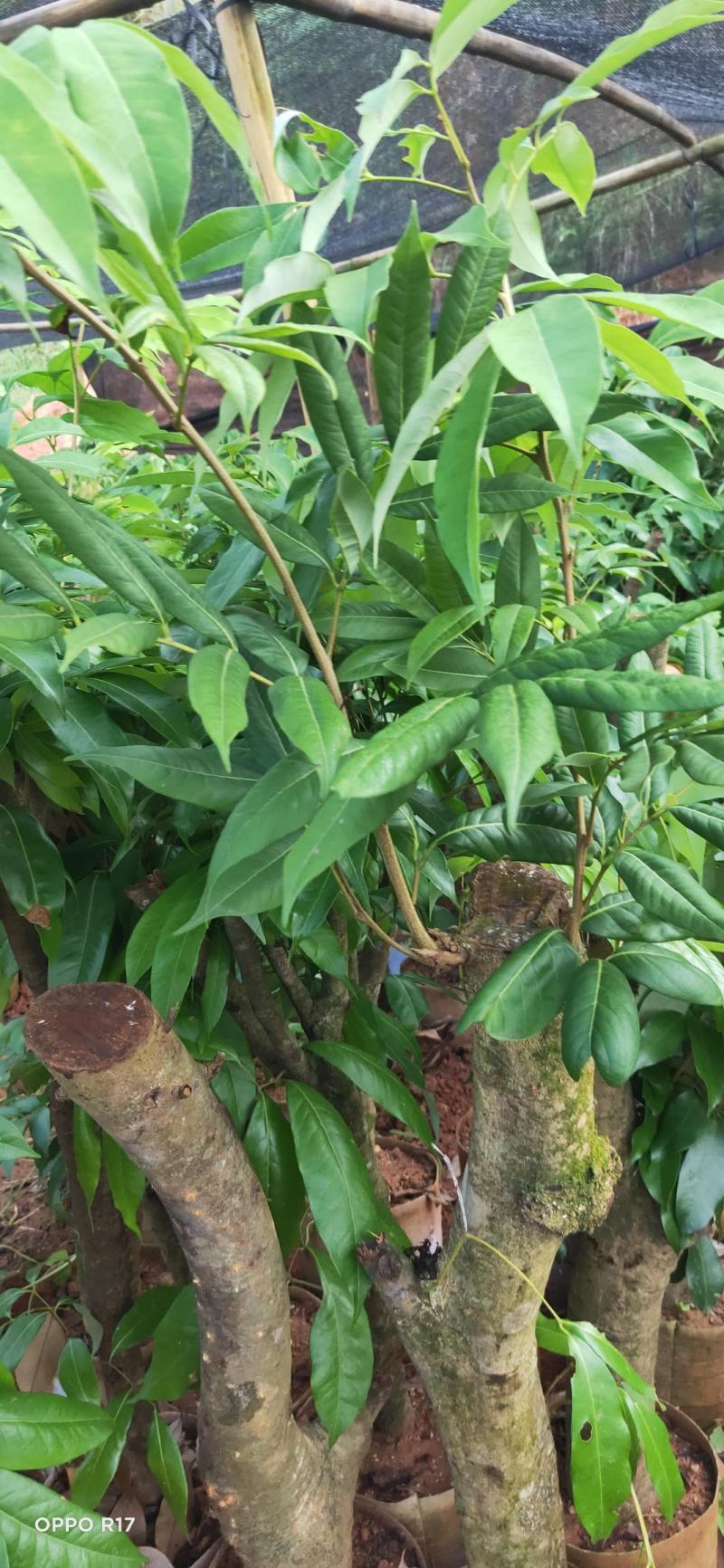 绿植高压圈枝荔枝桩头苗，黑叶，桂味，妃子笑苗