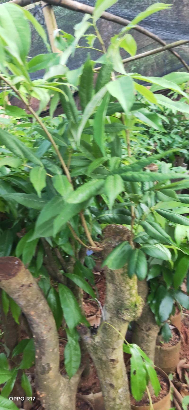 绿植高压圈枝荔枝桩头苗，黑叶，桂味，妃子笑苗