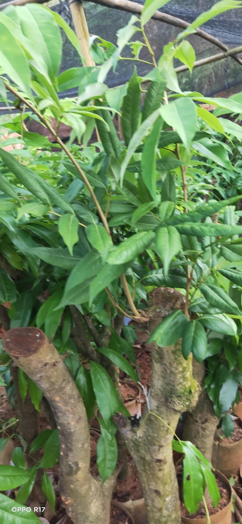 绿植高压圈枝荔枝桩头苗，黑叶，桂味，妃子笑苗