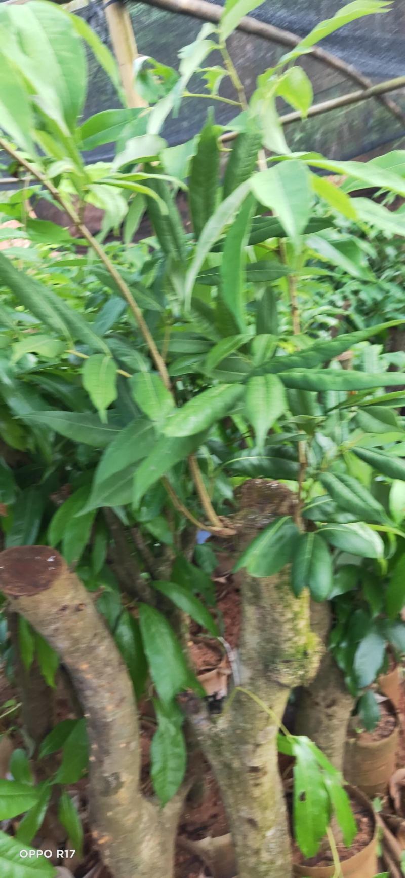 绿植高压圈枝荔枝桩头苗，黑叶，桂味，妃子笑苗