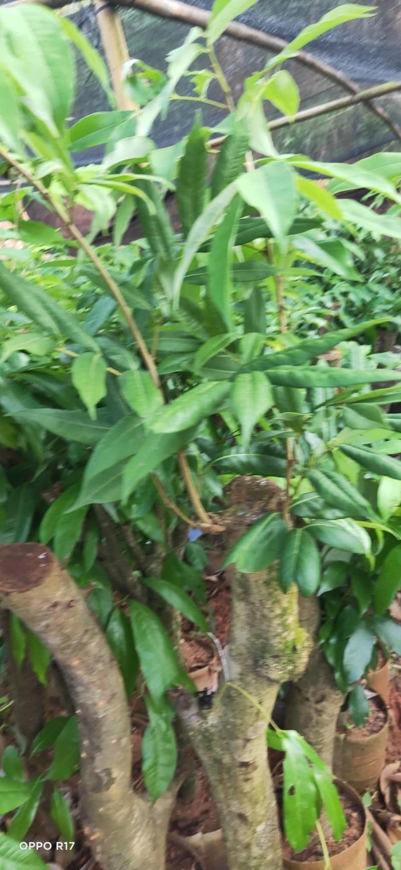 绿植高压圈枝荔枝桩头苗，黑叶，桂味，妃子笑苗