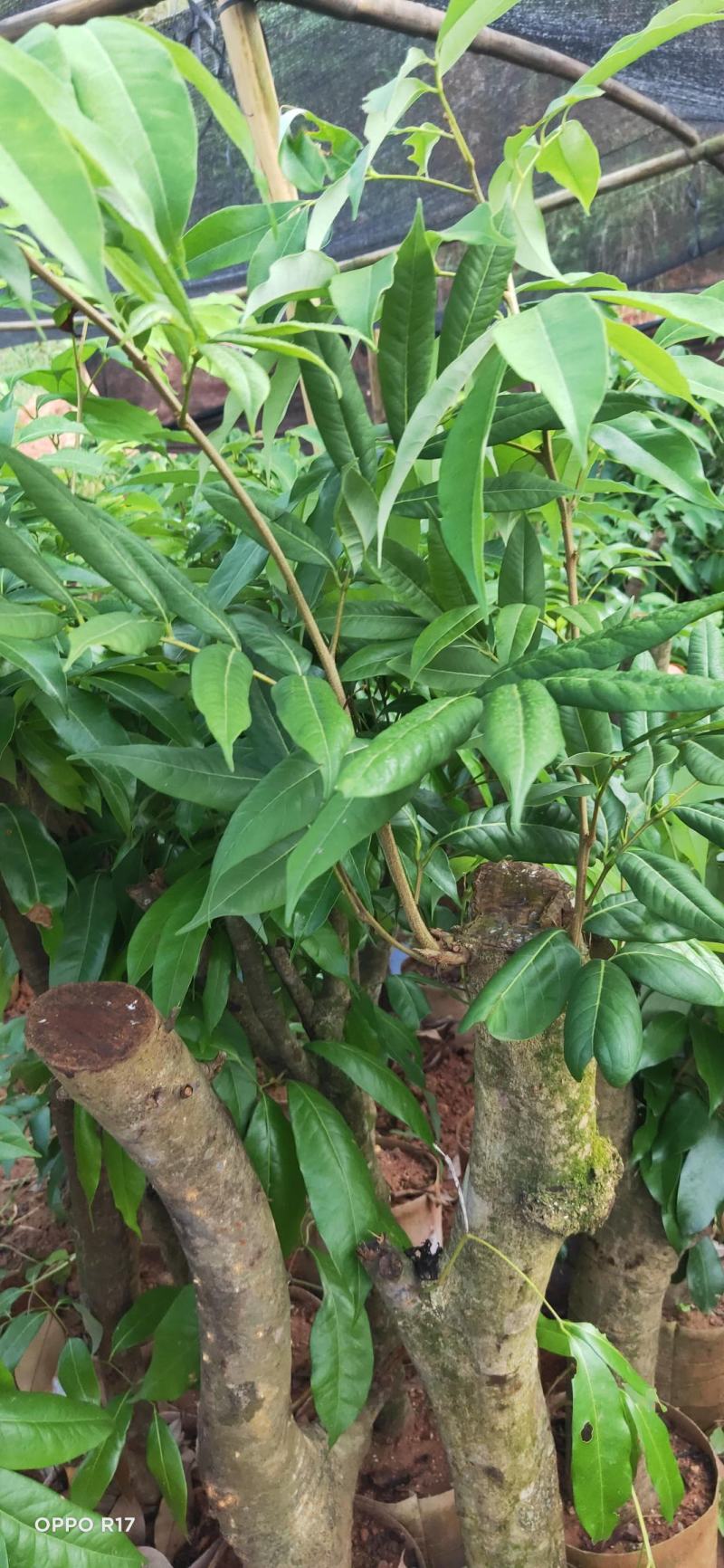绿植高压圈枝荔枝桩头苗，黑叶，桂味，妃子笑苗