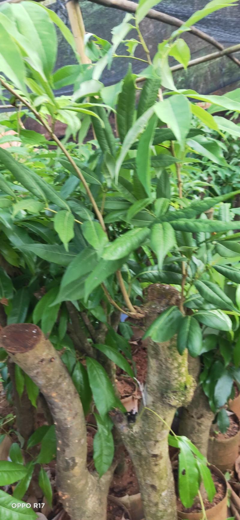 绿植高压圈枝荔枝桩头苗，黑叶，桂味，妃子笑苗