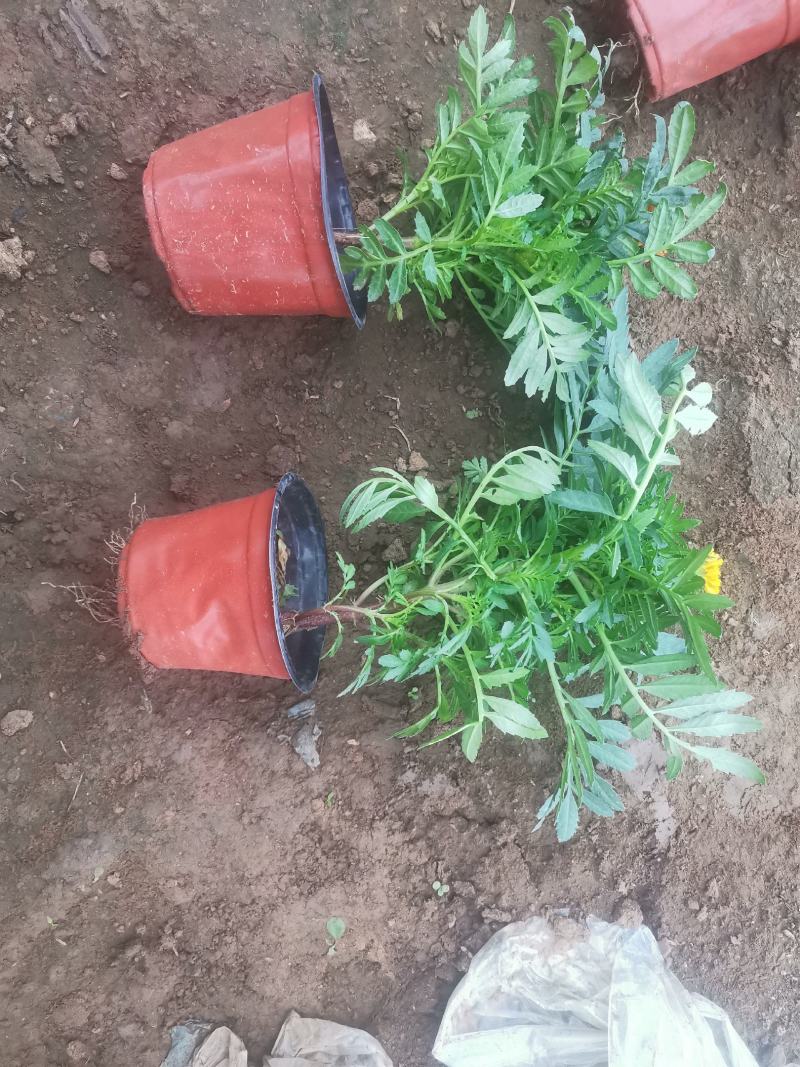 孔雀草，优质孔雀草基地，各种宿根植物草花，地被植物