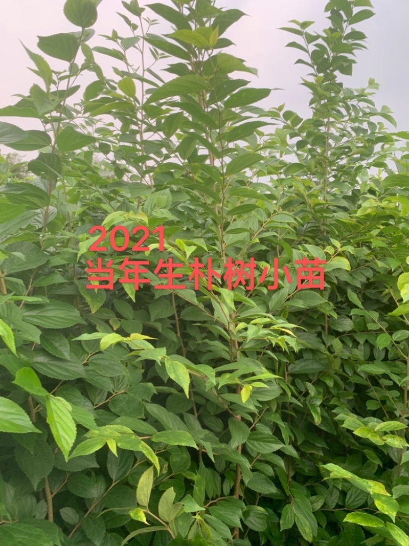 朴树小苗高度1.4_2.3米，朴树，二年生朴树3米左右