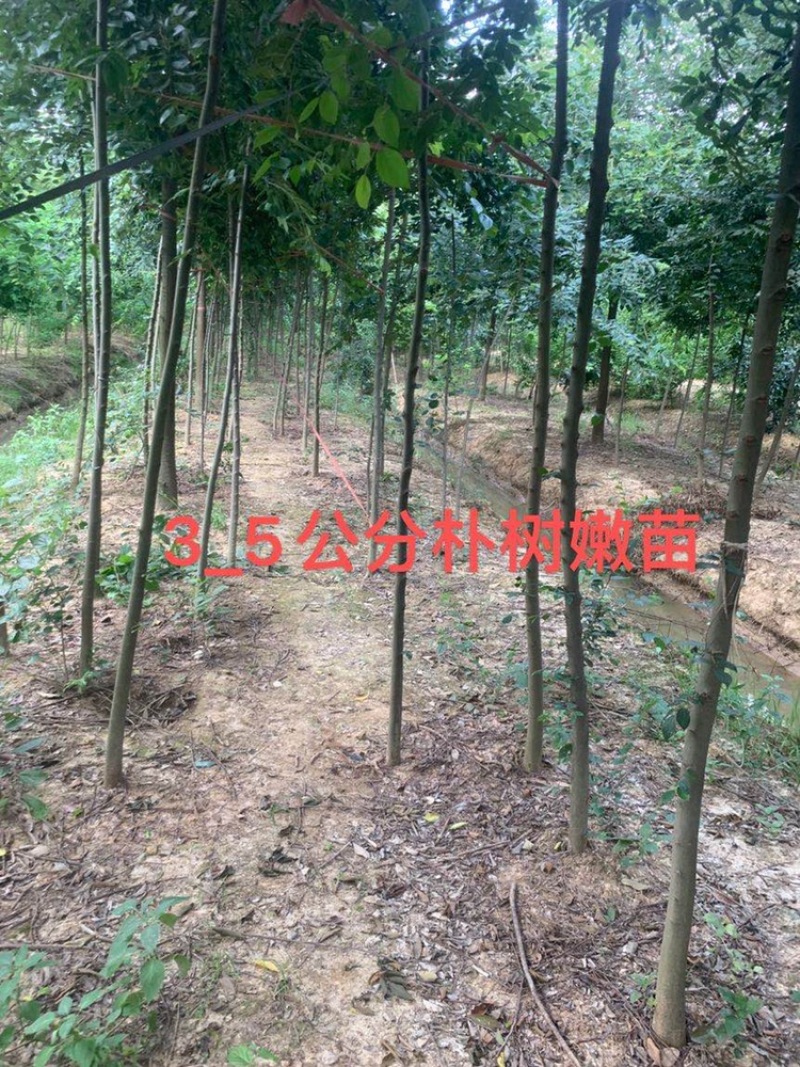 朴树小苗，朴树，2_3公分朴树小苗，二年生朴树小苗