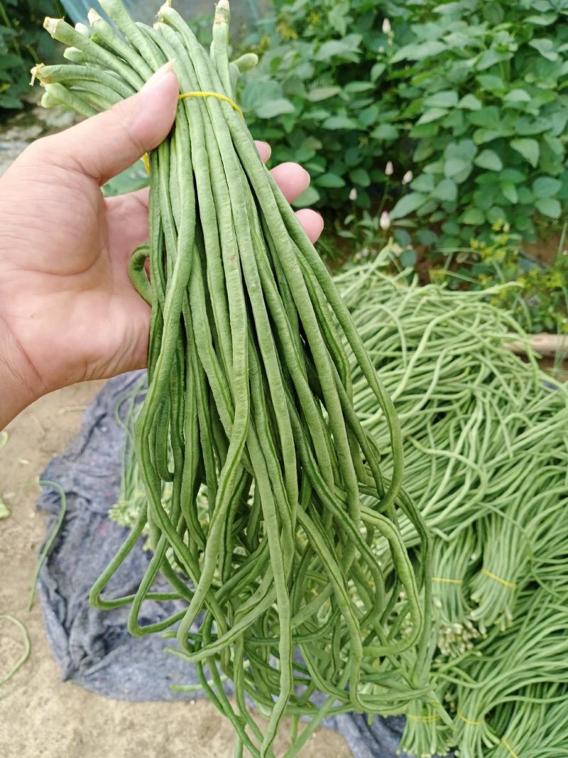 安徽，精品大棚豆角，青白条，青条
