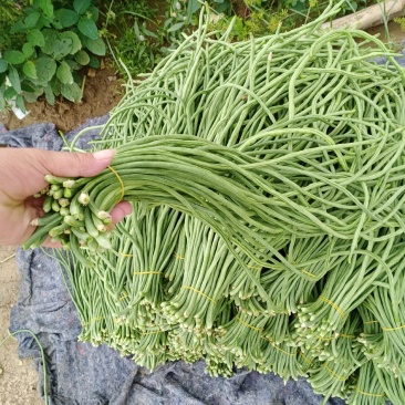 安徽，精品大棚豆角，青白条，青条