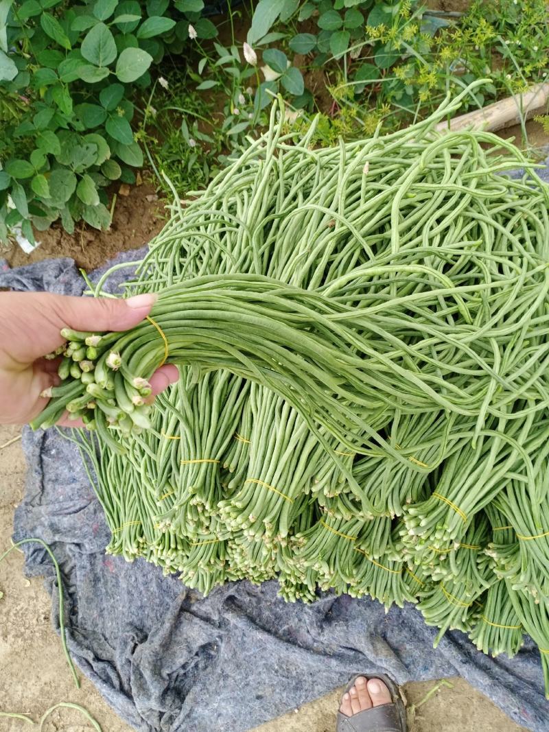 安徽，精品大棚豆角，青白条，青条