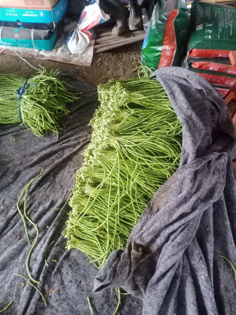 安徽，精品大棚豆角，青白条，青条