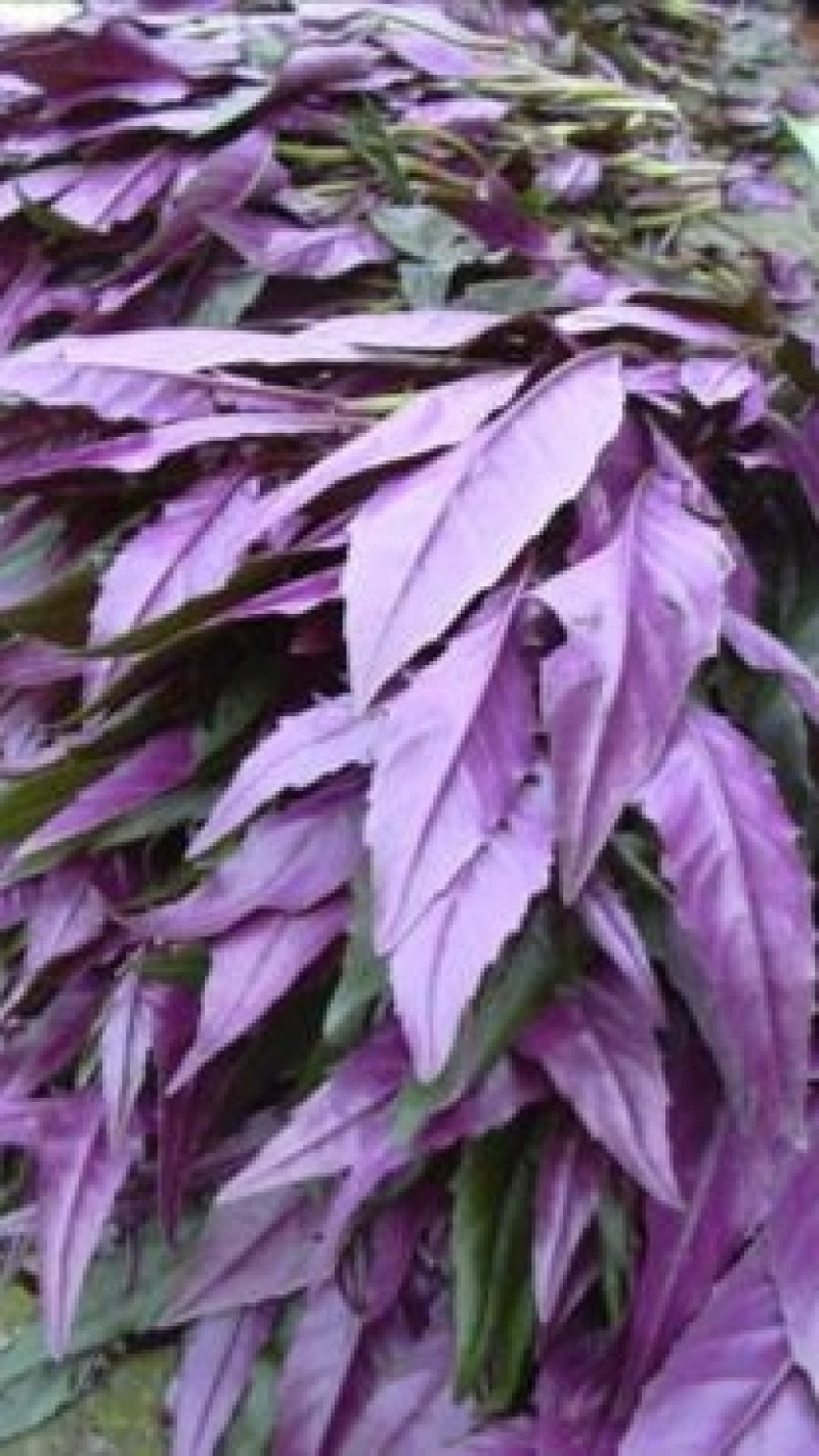 紫背菜苗【四川人叫它血皮菜，又称懒人菜】