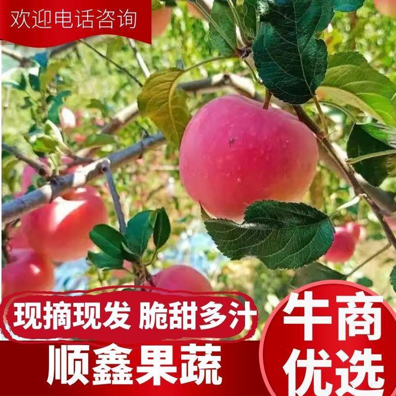 苹果【山区红富士】山东红富士苹果甜脆个大怀烂包赔