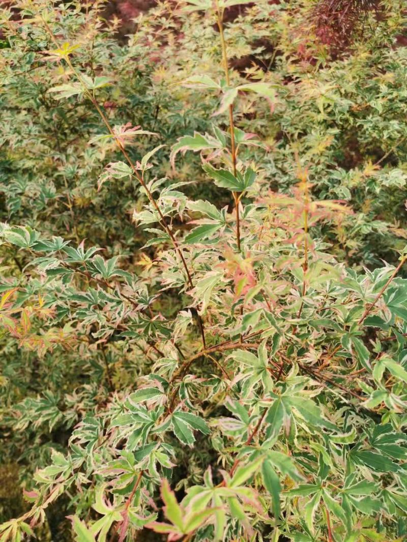 黄金流泉狮子头红千鸟日笠山女精灵泰勒舞孔雀蝴蝶枫树苗