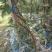 羽毛枫树苗青龙五色枝垂外山稻叶加贺廉龙爪红羽毛枫小苗