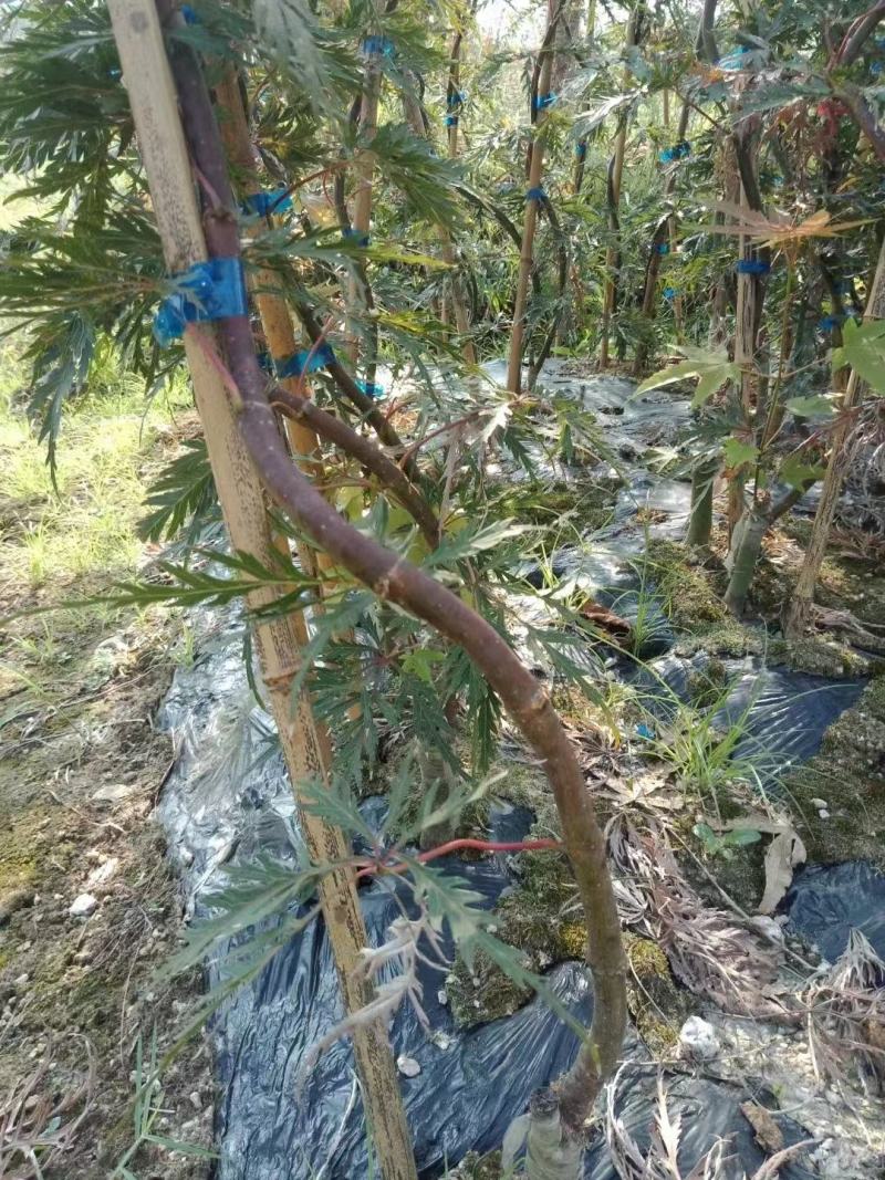 羽毛枫树苗青龙五色枝垂外山稻叶加贺廉龙爪红羽毛枫小苗