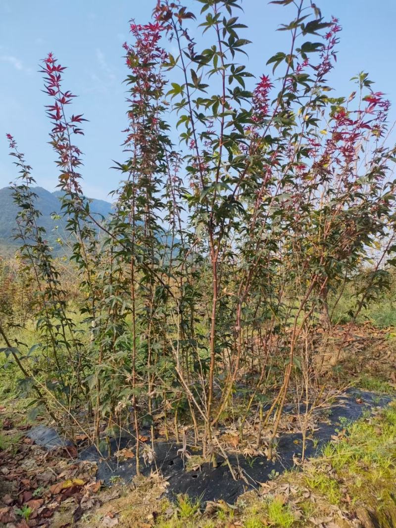 羽毛枫树苗青龙五色枝垂外山稻叶加贺廉龙爪红羽毛枫小苗
