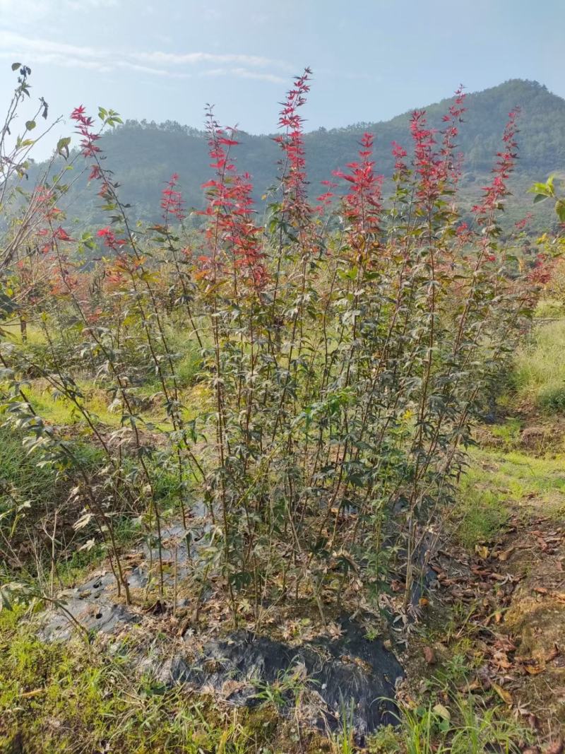 羽毛枫树苗青龙五色枝垂外山稻叶加贺廉龙爪红羽毛枫小苗