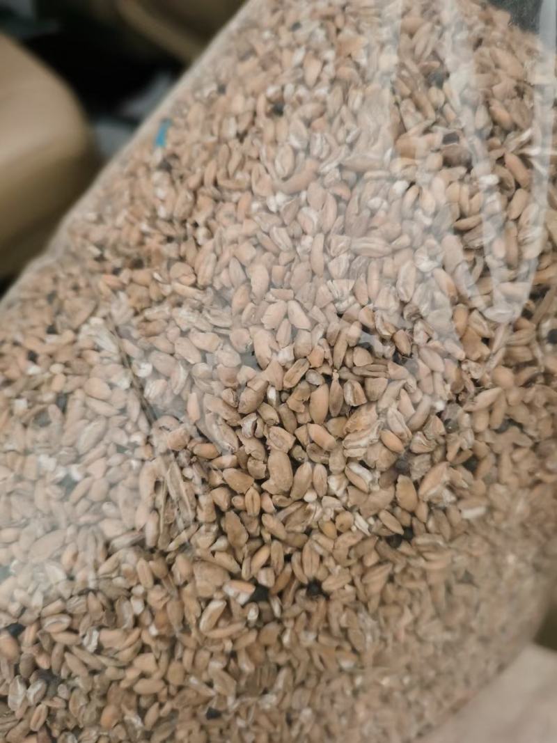 小麦碎粒饲料