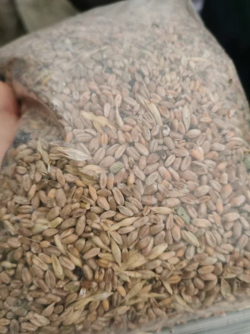 小麦碎粒饲料