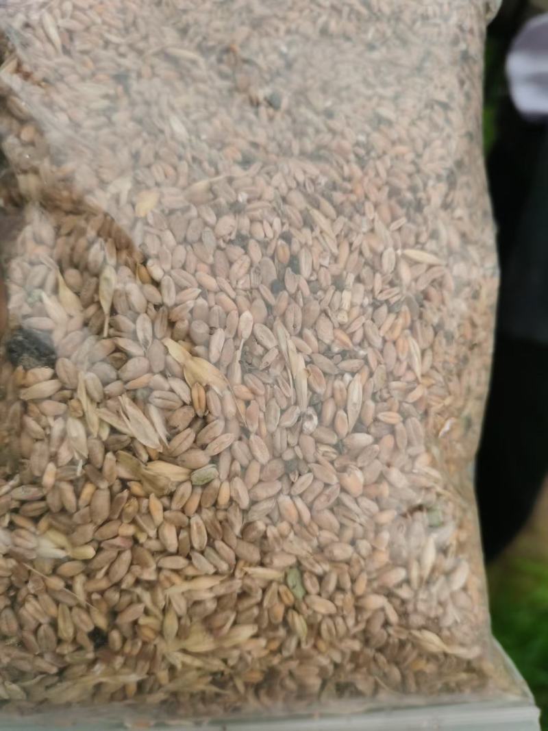 小麦碎粒饲料