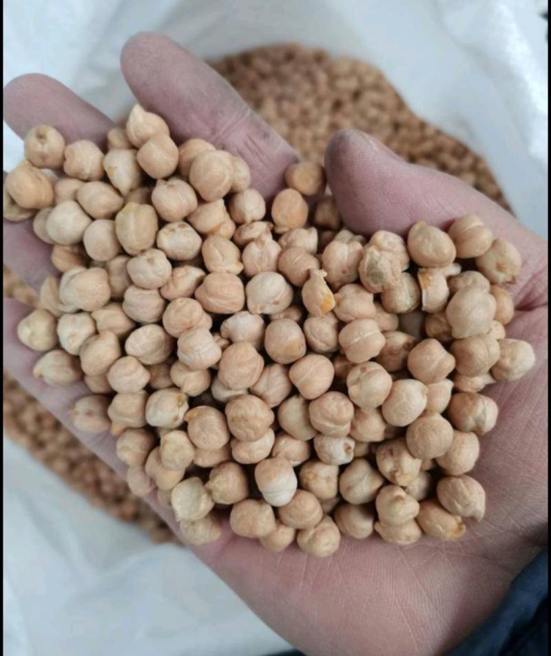 鹰嘴豆，源头厂家直销，颗粒大，均匀饱满，当年新货