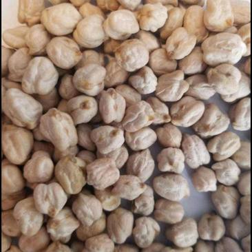 鹰嘴豆，源头厂家直销，颗粒大，均匀饱满，当年新货