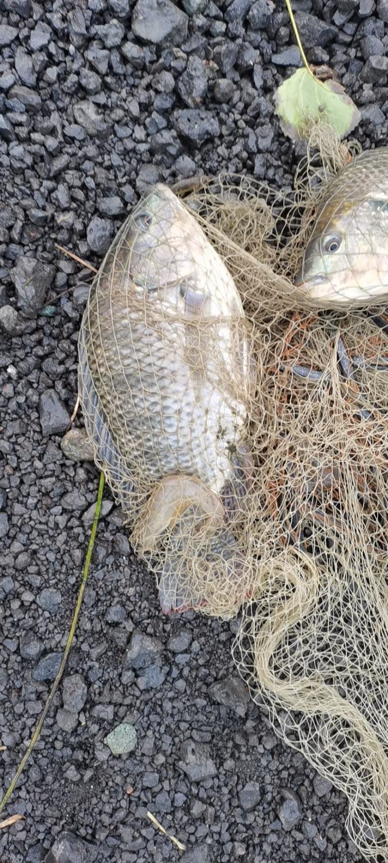 罗非鱼白鲳鱼
