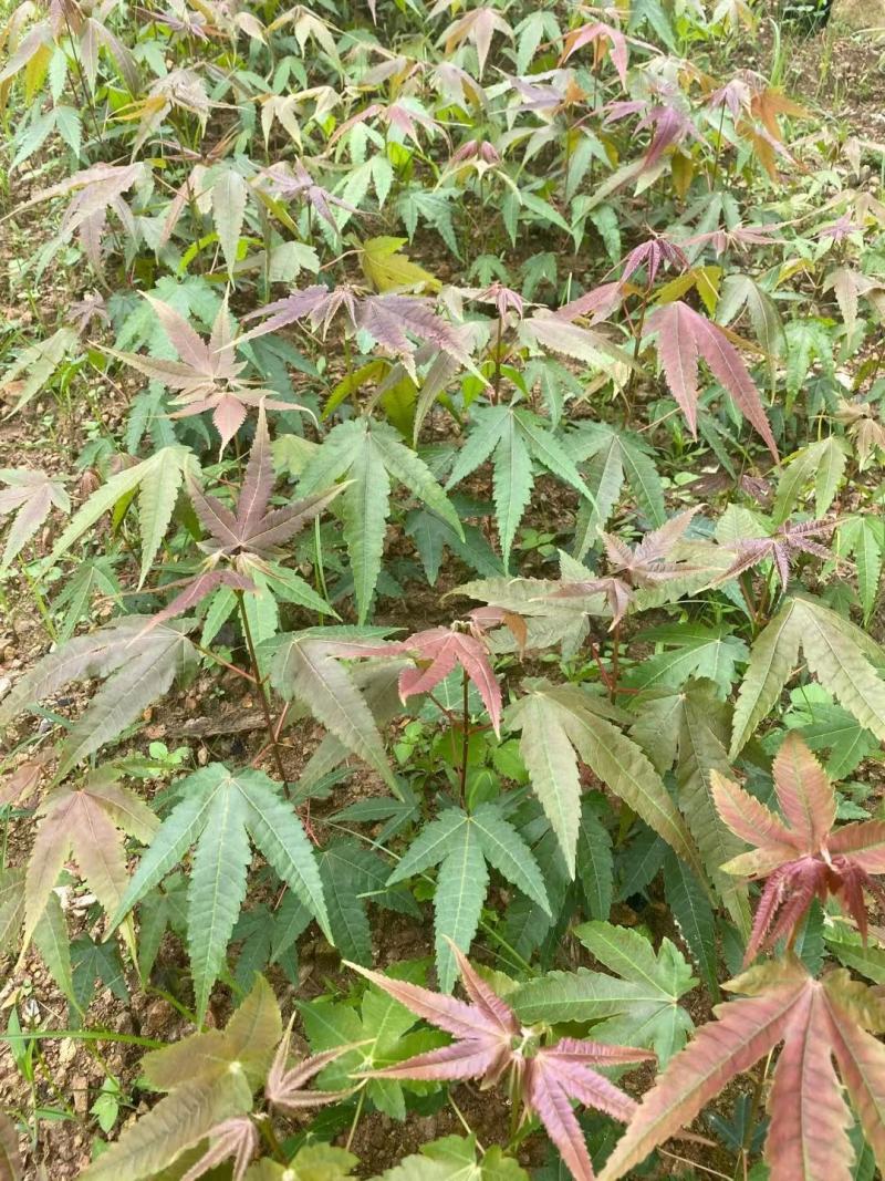 青枫小苗【浙江嵊州】3-12公分青枫树苗枫树实生苗