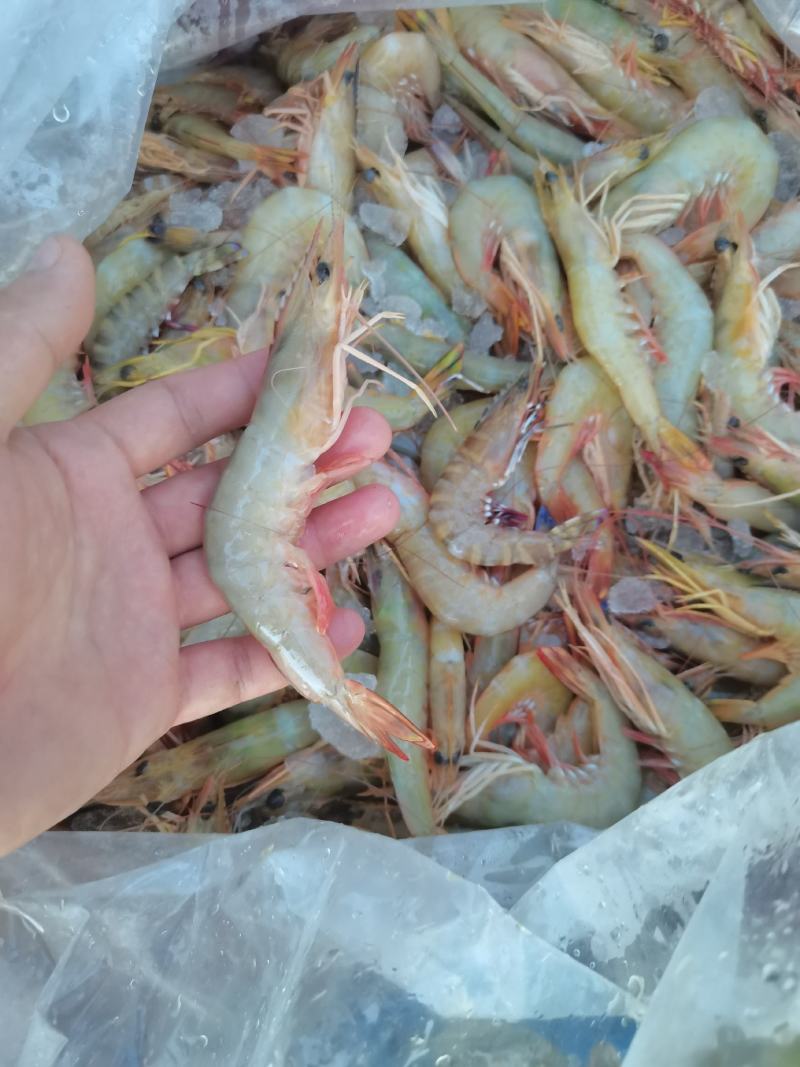 明虾，一晚海明虾，北海近港快艇货，刚上码头，鲜度**
