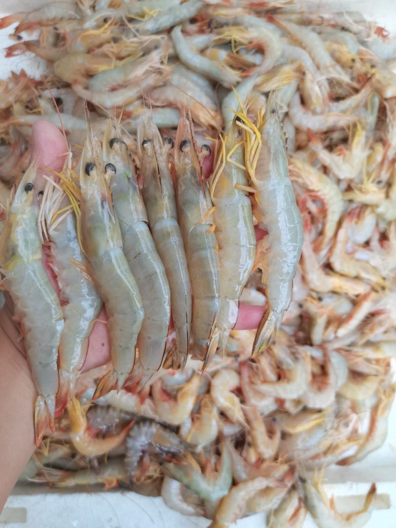 明虾，一晚海明虾，北海近港快艇货，刚上码头，鲜度**