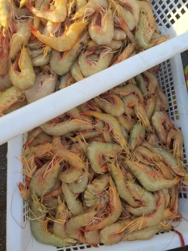 明虾，一晚海明虾，北海近港快艇货，刚上码头，鲜度**