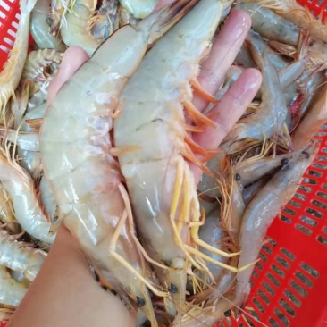 明虾，一晚海明虾，北海近港快艇货，刚上码头，鲜度**