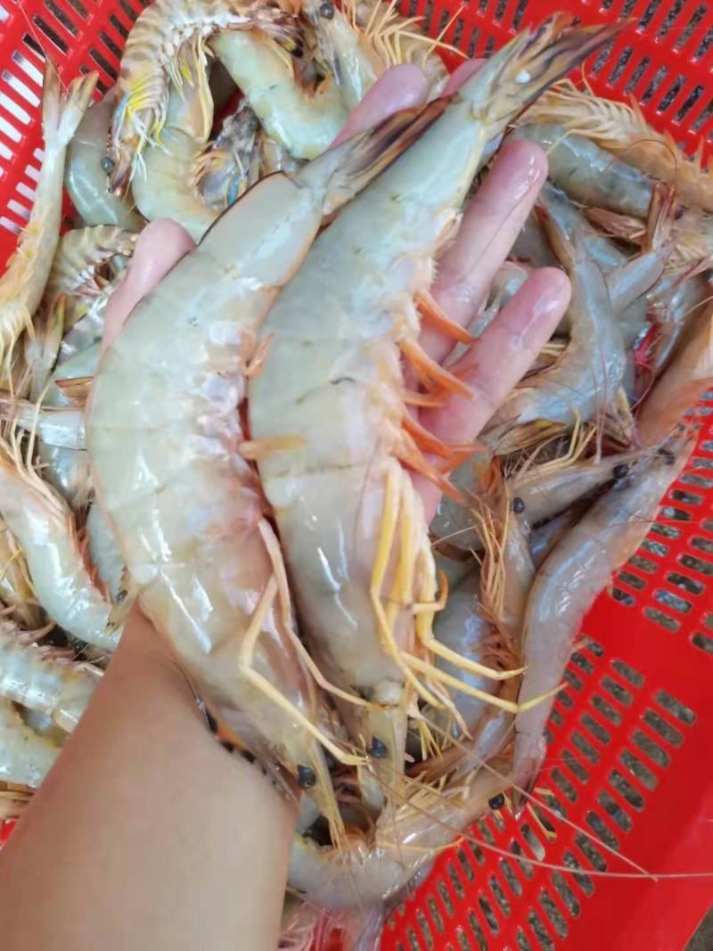 明虾，一晚海明虾，北海近港快艇货，刚上码头，鲜度**