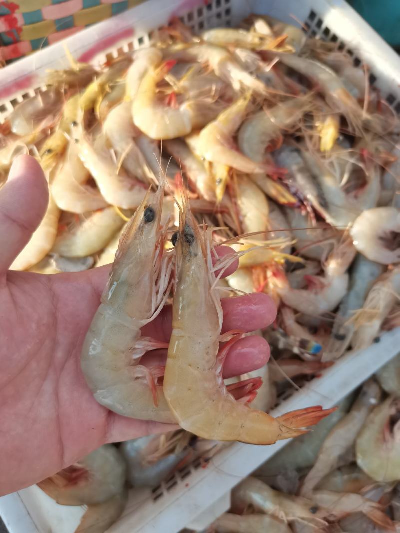 明虾，一晚海明虾，北海近港快艇货，刚上码头，鲜度**